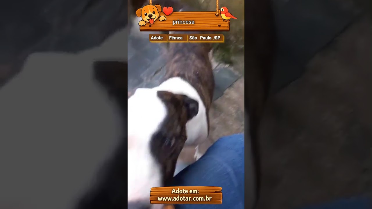 Cachorro raça SRD-ViraLata idade 2 anos nome princesa 