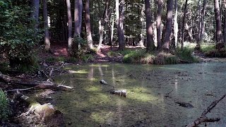 preview picture of video 'Schorfheide-Chorin Biospere Reserve'