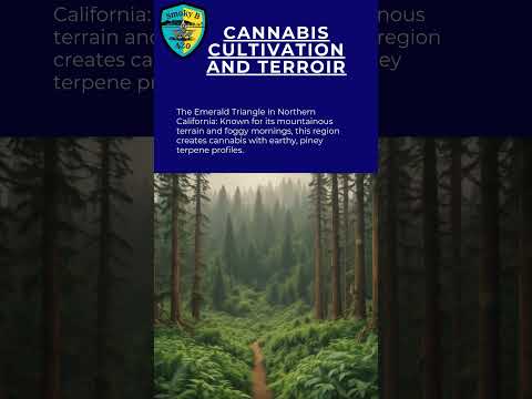 The Emerald Triangle’s Cannabis Magic