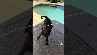 Five signs you have a Labrador retriever #puppy #labpuppy #labradorretriever #cutedog