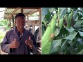 Step By Step In Maize Silage Making Process
