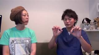 【シュガーペット＃３９】猫の肛門嚢炎と心雑音について解説！