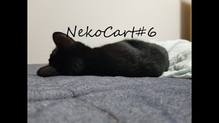 【RainbowSixSiege】NekoCart#6