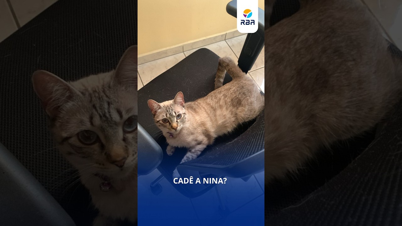 Cadê a Nina? Família procura gata desaparecida em Rio do Sul
