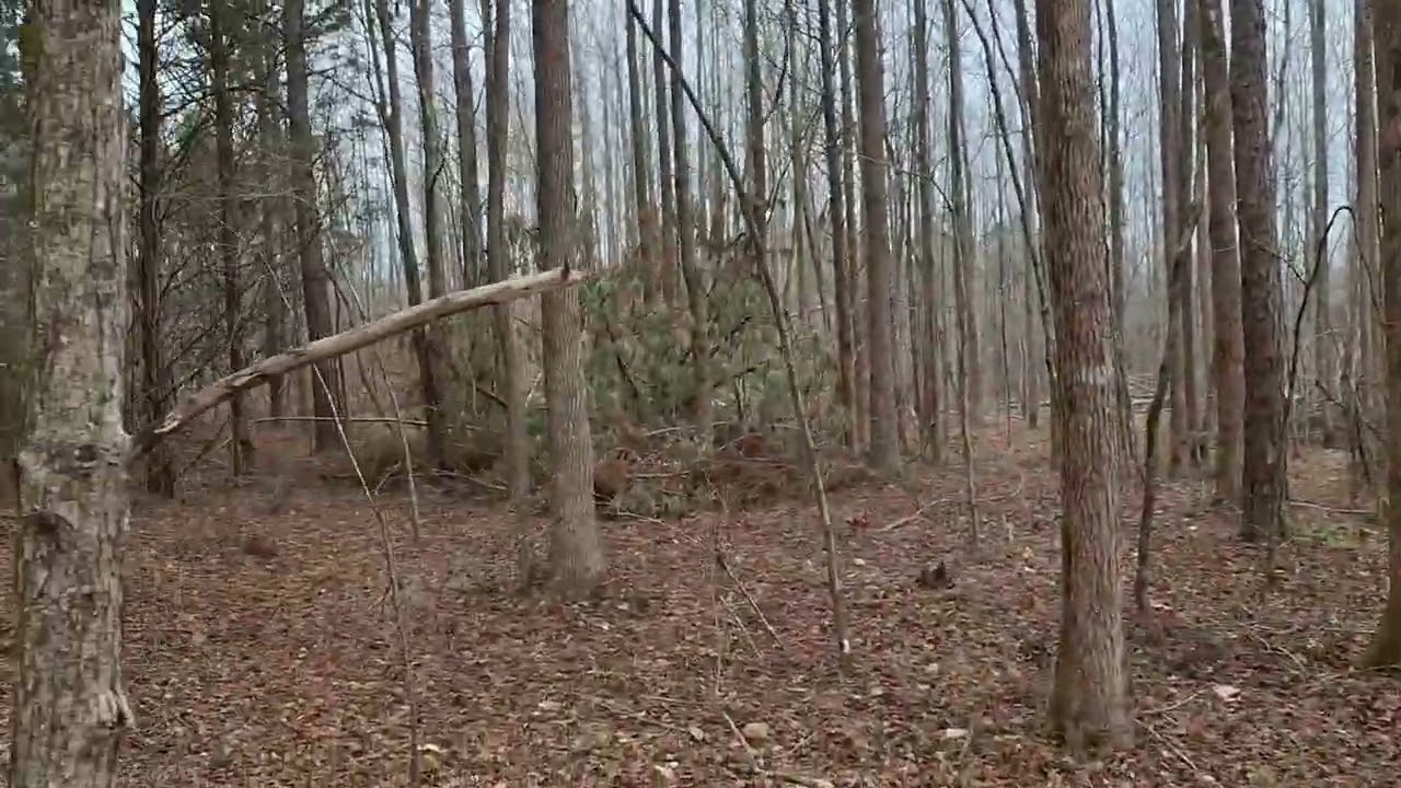 Prime Hardeman County Tennessee Hunting Land for Lease