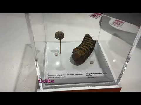 DIVINE PATTERNS (Tune: Shut Up and Dance With Me)