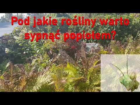 Jesień w ogrodzie - Pod jakie rośliny warto sypnąć popiołem?