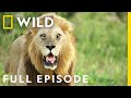 Reign Of Terror Full Episode Savage Kingdom Nat Geo Wild I English Subtitles
