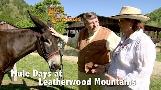 preview picture of video 'Mule Days at Leatherwood Mountains'