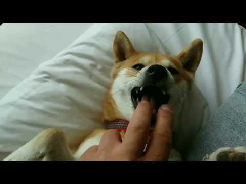 Happy #dog, happy #shiba - holiday greetings!