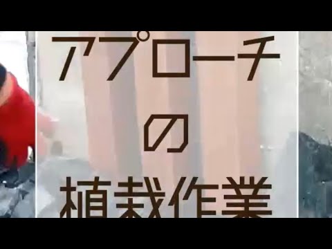 amenagement-paysager-gazon-plnates-graminées-pins