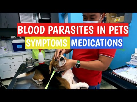 Blood Parasites In Pets| Symptoms and Medications| And Where it came from?
