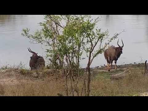 Djuma: Nyala bulls - 14:00 - 10/04/20
