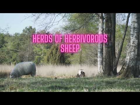 HERDS OF HERBIVOROUS SHEEP