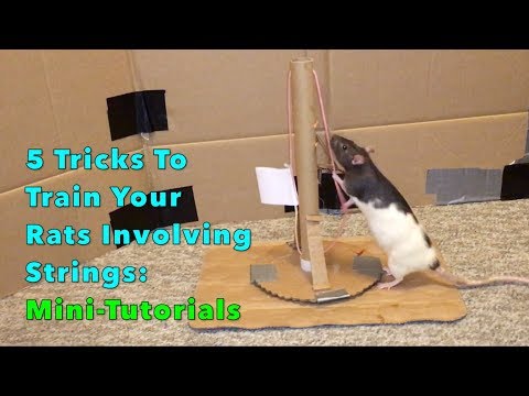 5 Tricks To Train Your Rats Involving Strings: Mini Trick Tutorials
