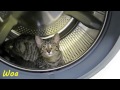 Cats Kitten Around Inside Washing Machine Compilation Funny Cats And Washing Machine
