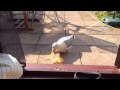 Feeding Dave The Seagull Breakfast