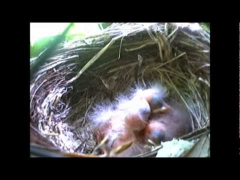Little blackbirds in the nest 04 2011