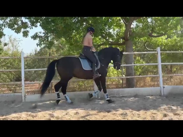 Hongre PRE avec papiers 