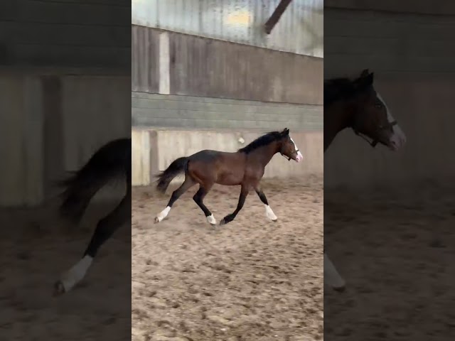  &Agrave; VENDRE &ndash; VERY SPECIAL DU FEUILLARD 
