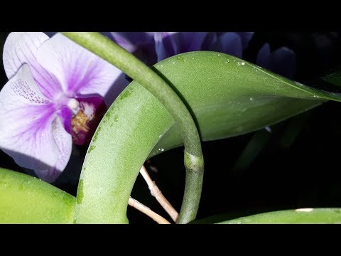 , title : 'De ce apar picaturi lipicioase pe orhidee?!'
