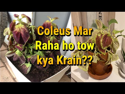, title : 'Coleus Plant | Coleus Mar Raha ho to Kya Karen - Coleus Wilting