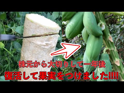 パパイヤ - 定義