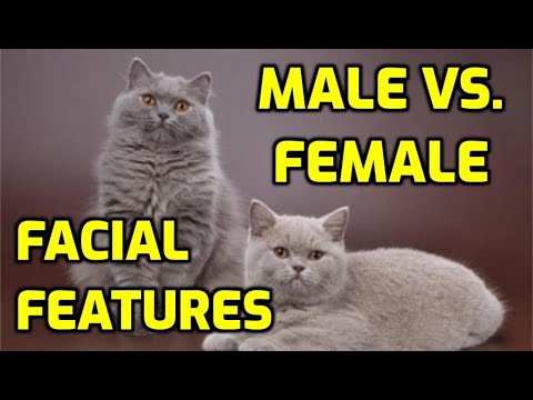 How To Tell A Cat's Gender By Face