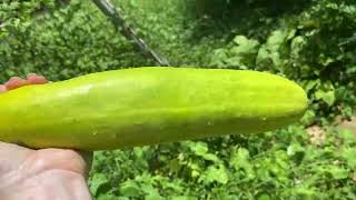 The Neglected Summer Garden Tour