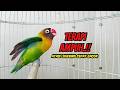 Lovebird GACOR Ngekek Panjang FIGHTER Terapi AMPUH Agar Cepat BUNYI