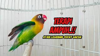 Download lagu Lovebird GACOR Ngekek Panjang FIGHTER, Terapi AMPUH Agar Cepat BUNYI mp3