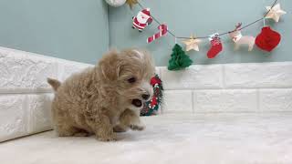 ハーフ犬の動画01