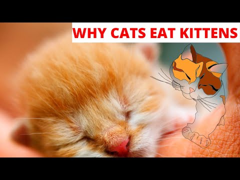 Cat eats kitten after birth | Why do cats eat their kitten?