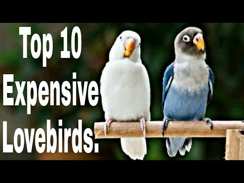 download lagu mp3 mp4 Most Expensive Lovebirds, download lagu Most Expensive Lovebirds gratis, unduh video klip Most Expensive Lovebirds