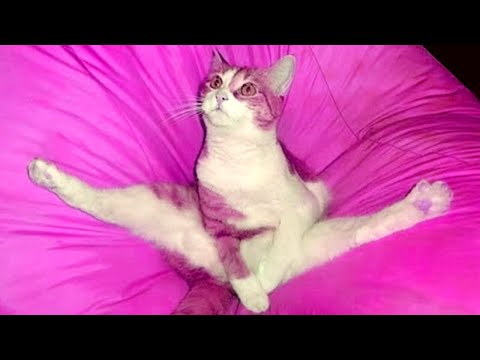 😄 Faze comice 😄 Pisici amuzante 😄 Dorel 😄 Incearca sa nu razi 😄 Mori de ras 😄 Faze amuzante 😄