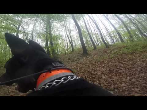 Luna Panzer Calatea 1