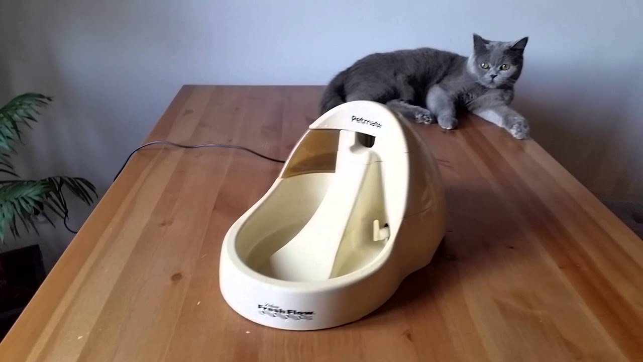 Czy używasz fontannę dla kota | ForumWiedzy