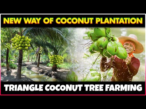 Triangle Coconut Tree Farming | New way of Coconut Tree Plantation to Get More Yield in Small Land