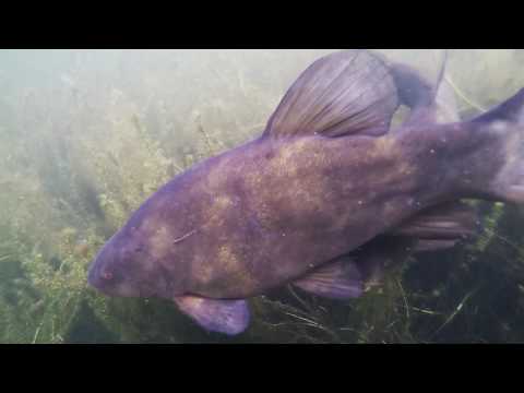 Gravel Pit tench underwater