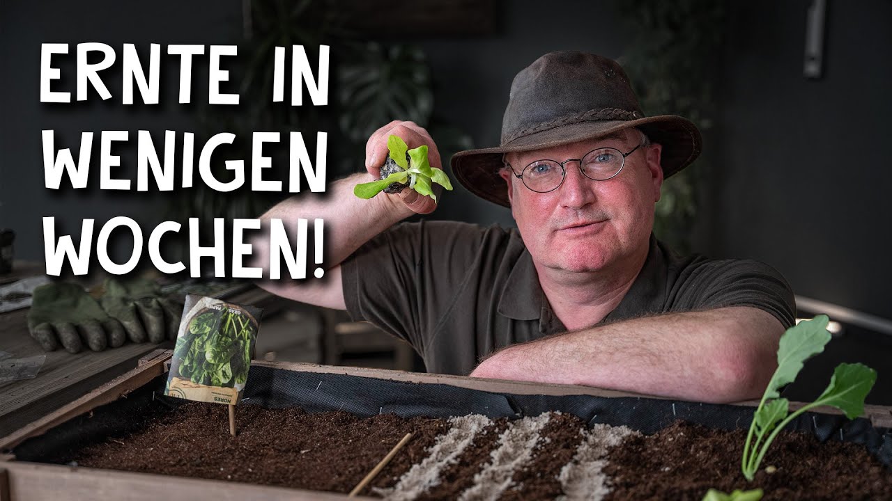 4 Hochbeet Pflanzen für schnellen Ertrag – Ernte bis zu den Eisheiligen