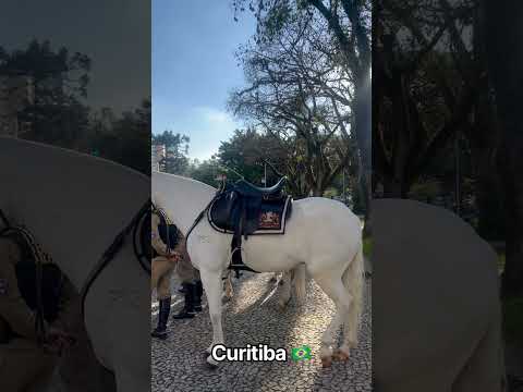 Curitiba #curiosidades #travel #brasil #curitibaparana  #cavalo #cavalaria