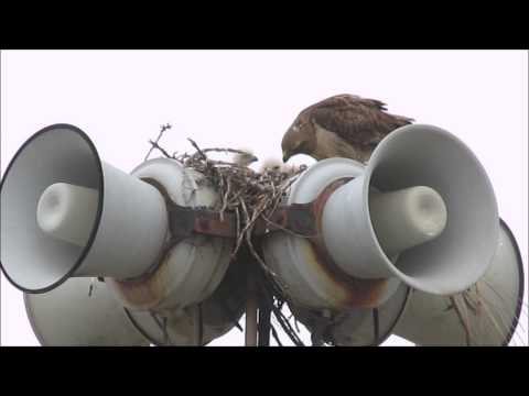 Red-tailed hawks nest and around on May 29, 2015 (Tsunami Speakers Hawks)