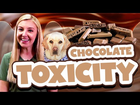 How To Treat Chocolate Toxicity In Dogs