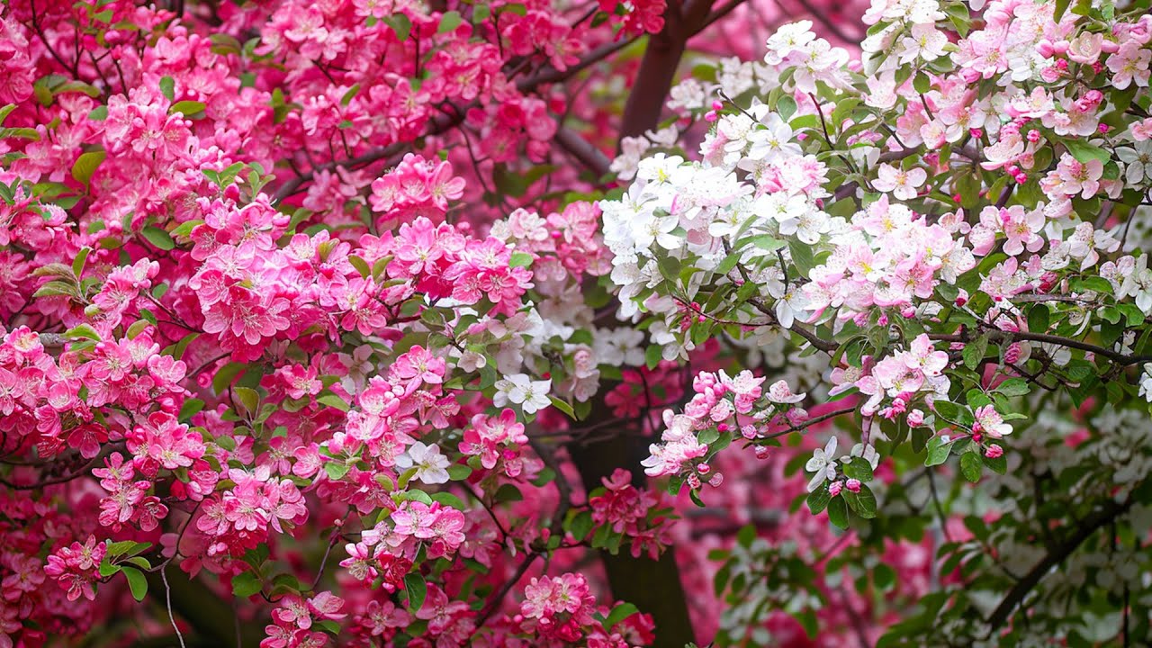 Calming music for nerves 🌿 healing music for the heart and blood vessels, relaxation, music for the