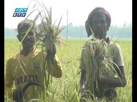 ব্লাস্ট রোগে বোরো ধানের ব্যাপক ক্ষতি