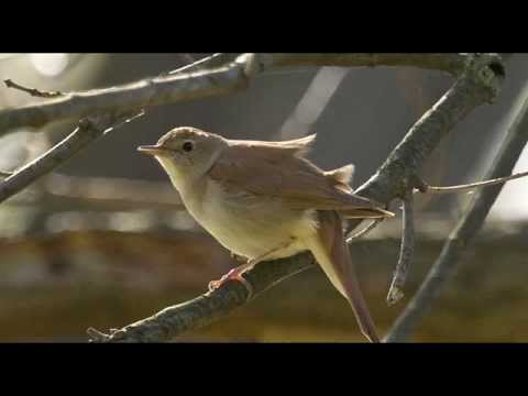 A Nightingale's Song - 1 Hour of Beautiful birdsong