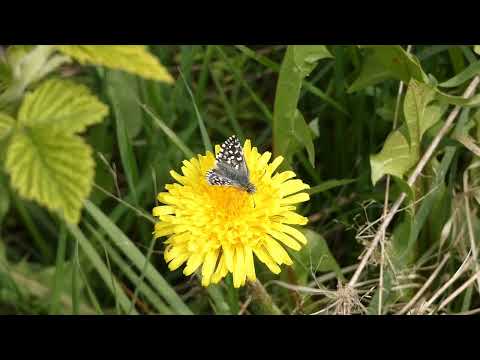 Wippertalsperre Harzer Wandernadel Stempelstelle 219