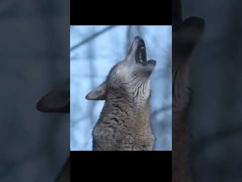 The sound of a wolf
