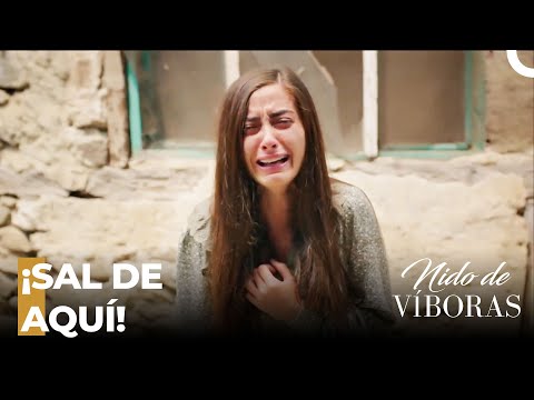 ¡Reacción A Elvan De Su Hermano! - Nido De Víboras