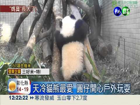 圓仔自行排便 圓圓全部舔光光